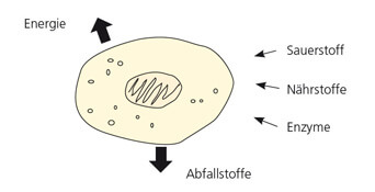 grafik zellfunktion trampolin-shop